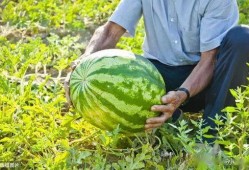 广西网红吃瓜南宁,揭秘当地美食与风土人情