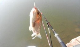 鱼的喂法真实爆料视频,视频曝光喂鱼全过程