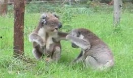 娱乐吃瓜酱考拉打架