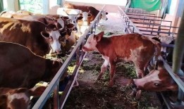 牛不啦二嫂最新爆料,揭秘娱乐圈惊人内幕