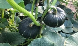 网红大咖吃瓜视频,揭秘娱乐圈幕后真相