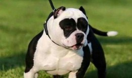 《服从》在线观看,权力与欲望的漩涡