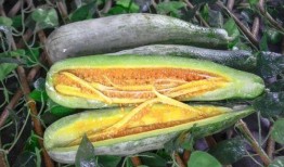 网红瓜到底在哪里吃的,揭秘瓜界网红的美食之旅