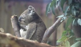 娱乐吃瓜酱考拉打架