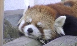 狗仔爆料加菲视频,加菲猫萌态视频大曝光！