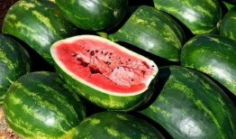 侯府吃瓜日常免费下载,免费下载，揭秘侯府吃瓜日常