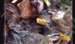 猎杀隼模型爆料视频下载,尖端科技与神秘力量的碰撞