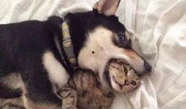 猫咪遥控爆料视频大全下载,盘点萌宠趣味视频大全