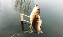 鱼的喂法真实爆料视频,视频曝光喂鱼全过程