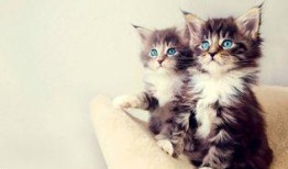 网红小猫吃瓜视频,萌态百出引网友热议