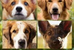 四狗视频在线观看,在线观看，畅享欢乐时光