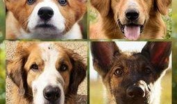 四狗视频在线观看,在线观看，畅享欢乐时光