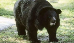 黑龙江黑熊爆料最新消息,最新消息揭露惊人内幕