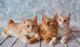 猫咪遥控爆料视频大全下载,盘点萌宠趣味视频大全