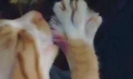 电影生吃手机在线观看,惊悚悬疑，揭秘科技与人性边缘的恐怖真相