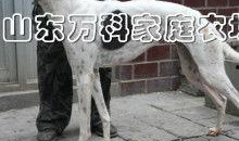 四狗视频在线观看,在线观看，畅享欢乐时光