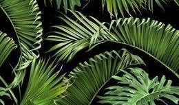 在线观看29片棕榈叶,一场跨越时空的视觉盛宴