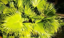 在线观看29片棕榈叶,一场跨越时空的视觉盛宴