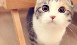 网红小猫吃瓜视频,萌态百出引网友热议