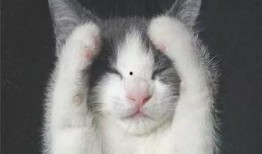 猫咪遥控爆料视频下载免费,免费下载视频带你领略萌宠魅力