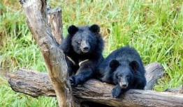 黑龙江黑熊爆料最新消息,最新消息揭露惊人内幕