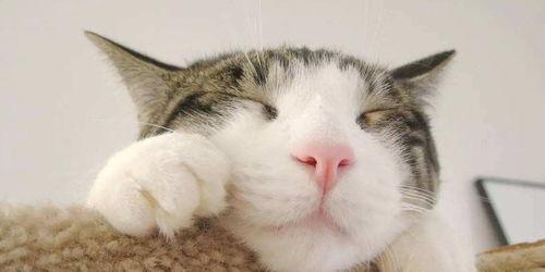 娱乐吃瓜君面包猫,面包猫背后的故事与魅力