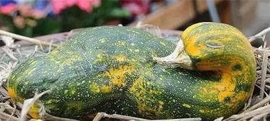 现在流行说吃瓜是什么意思,网络热词背后的文化现象