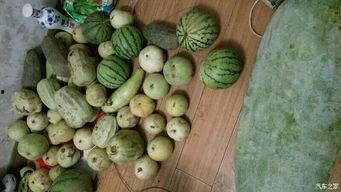 吃瓜回复什么,揭秘娱乐圈幕后真相